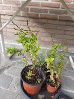 Munt en bieslook, Tuin en Terras, Vaste plant, Ophalen of Verzenden, Halfschaduw, Kruiden