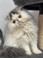 kitten Perzische langhaar, Dieren en Toebehoren, Katten en Kittens | Raskatten | Korthaar, Poes, Gechipt, 0 tot 2 jaar