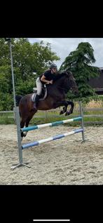 Ruiter aangeboden / halve stal, Dieren en Toebehoren, Paarden