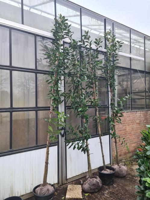 Laurier hoogstam leiboom op stam bolvorm ca. 3 meter, Tuin en Terras, Planten | Bomen, Leiboom, 250 tot 400 cm, Halfschaduw, Bloeit niet