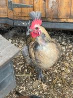 Kruising bleu de landes en Rhode Island haan