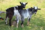 Dwerggeit bokje hermelijn, Dieren en Toebehoren, Schapen, Geiten en Varkens, Mannelijk, Geit, 0 tot 2 jaar