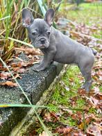 Franse Bulldog puppy (Teefje), België, Fokker | Hobbymatig, CDV (hondenziekte), 8 tot 15 weken