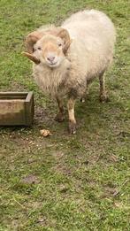 Schaap oussant, Dieren en Toebehoren, Mannelijk, Schaap, 3 tot 5 jaar