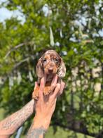Prachtige dwergteckel pups, Dieren en Toebehoren, België, CDV (hondenziekte), 8 tot 15 weken, Korthaar