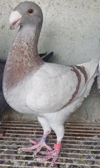 De schoonheid postduiven, Dieren en Toebehoren, Vogels | Duiven, Meerdere dieren, Overige soorten