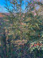 Japanse ceder, Tuin en Terras, Ophalen, Winter