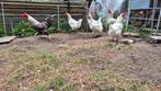 Te koop Poule du Bress kippen, Dieren en Toebehoren, Pluimvee