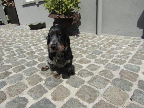 Engelse cocker puppy 3 maanden, Dieren en Toebehoren, Honden | Retrievers, Spaniëls en Waterhonden, Reu, Spaniël, Fokker | Professioneel
