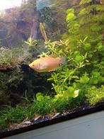 2 goud-gourami's (koppel), Dieren en Toebehoren, Vissen | Aquariumvissen, Vis, Zoetwatervis