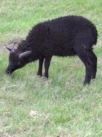 SOAY SCHAPEN: jonge ram, Dieren en Toebehoren, Schapen, Geiten en Varkens, Schaap