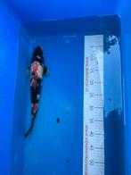 40 cm koi, Karper of Koi