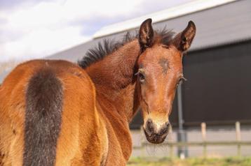 Lambada Shake AG x Diamant de Semilly  beschikbaar voor biedingen