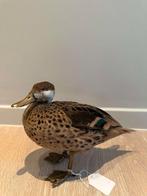 Opgezette Eend (Taxidermie), Antiek en Kunst, Ophalen