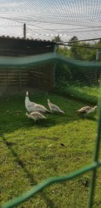 zwartvleugel pauwen, Dieren en Toebehoren, Geringd