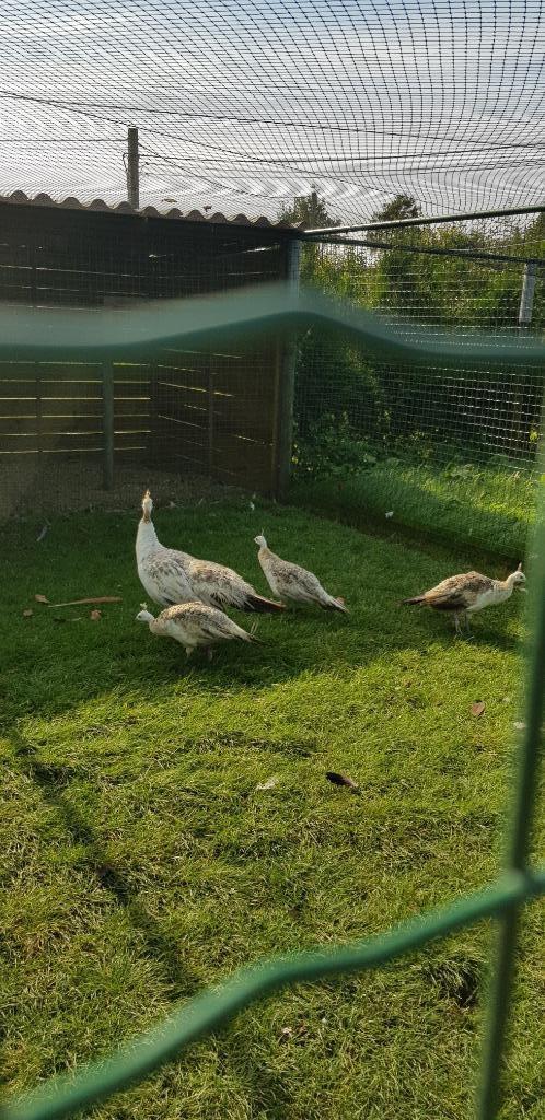 zwartvleugel pauwen, Dieren en Toebehoren, Vogels | Overige Vogels, Tam, Geringd