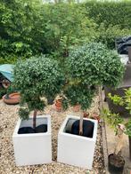 Kunstofbuxus met of zonder bloembak ! Doe maar een bod!, Tuin en Terras, Planten | Bomen, Ophalen