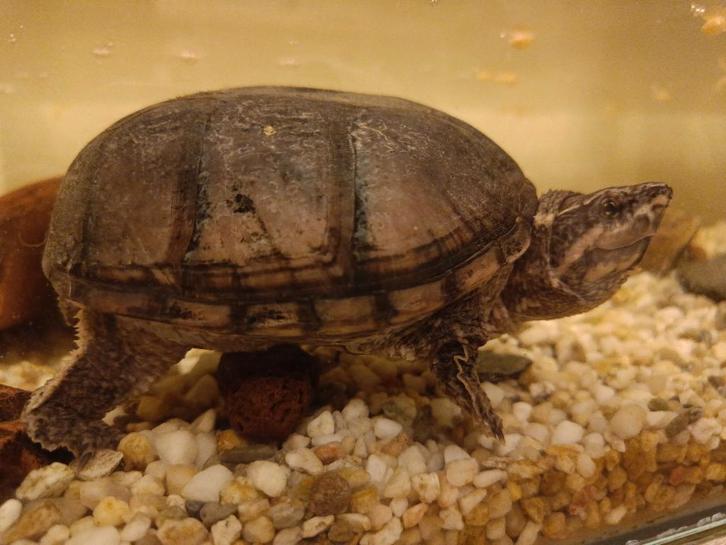 Schildpadden, Dieren en Toebehoren, Reptielen en Amfibieën, Schildpad, 7 tot 10 jaar, Met terrarium