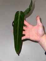 Anthurium Warocqueanum, Huis en Inrichting, Kamerplanten, Ophalen