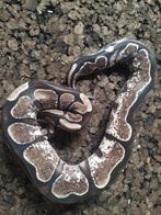 Python-regio, Dieren en Toebehoren