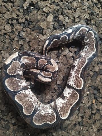 Python regius, Animaux & Accessoires, Reptiles & Amphibiens