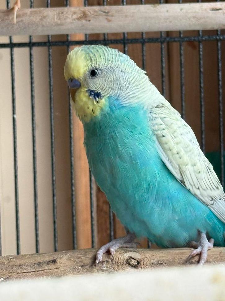 Gratis Gezocht: goede thuis voor 3 Grasparkieten sept25, Dieren en Toebehoren, Vogels | Parkieten en Papegaaien, Tam