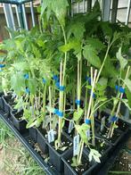 Plants de tomates MoneyMaker de taille moyenne, Annuelle, Enlèvement, Plantes potagères, Mi-ombre