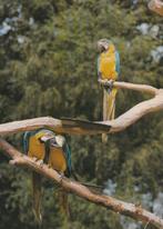 BLAUW-GELE  ARA'S  in  VOGELPARK  ANIMALI, Collections, Cartes postales | Animaux, Envoi, Non affranchie, Oiseaux