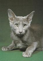 LAVENDEL  KAT, Collections, Cartes postales | Animaux, Envoi, Non affranchie, Chien ou Chat
