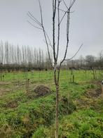 kersenboom hoogstam "stella", Ophalen of Verzenden, Kersenboom