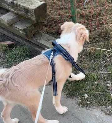 Honden harnas aanpasbaar  - Blauw - Large  beschikbaar voor biedingen
