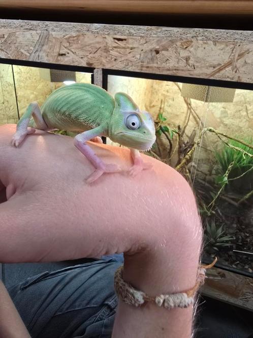 Nakweek yemen kameleons piebald, Dieren en Toebehoren, Reptielen en Amfibieën