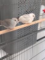 2 Jonge diamant Duiven 2025, Meerdere dieren, Tropenvogel