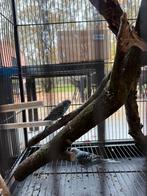 Gratis 2 blauwe parkieten, Dieren en Toebehoren