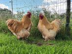 Cochin groothoender buff haan, Dieren en Toebehoren, Pluimvee, Mannelijk, Kip