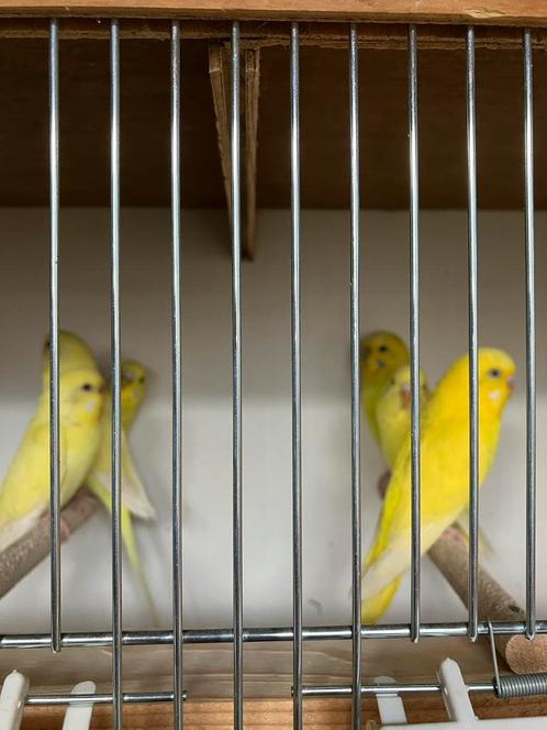 MOOIE GELE GRASPARKIETJES NU 18 EURO/KOPPEL, Dieren en Toebehoren, Vogels | Parkieten en Papegaaien, Parkiet, Meerdere dieren