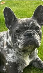 Blue merle teefje 2,5j, Dieren en Toebehoren, Honden | Bulldogs, Pinschers en Molossers, België, Fokker | Hobbymatig, 1 tot 2 jaar