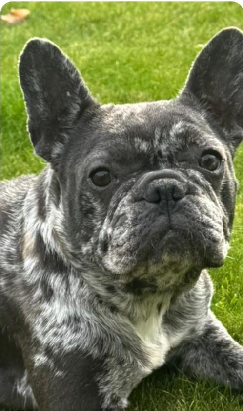 Blue merle teefje 2,5j, Dieren en Toebehoren, Honden | Bulldogs, Pinschers en Molossers, Teef, Bulldog, Fokker | Hobbymatig, Meerdere