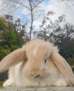 Raszuivere Franse hangoor konijnen in diverse kleuren, Dieren en Toebehoren, Meerdere dieren, Groot, Hangoor, 0 tot 2 jaar