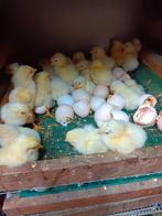 Poule de bresse kuikens, Animaux & Accessoires, Volatiles