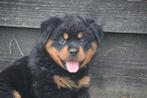 Rottweiler pups 12/07/'25 af te halen, Dieren en Toebehoren, Honden | Bulldogs, Pinschers en Molossers, België, 8 tot 15 weken