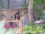 Loopeenden, Dieren en Toebehoren