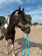 Bonte ruin – 12 jaar – karakterpaard met potentieel, Animaux & Accessoires, Chevaux, Hongre, Débourré, 165 à 170 cm, 11 ans ou plus
