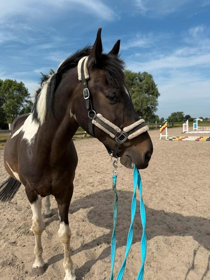 Bonte ruin – 12 jaar – karakterpaard met potentieel, Animaux & Accessoires, Chevaux, Hongre, Débourré, 165 à 170 cm, 11 ans ou plus