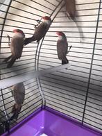 Sint Helena fazantjes, Dieren en Toebehoren, Vogels | Overige Vogels