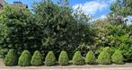 Vormgesnoeide buxus 9 stuks, Tuin en Terras, Ophalen, Buxus