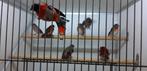 DIVERSE NIEUWE VOGELS, Meerdere dieren, Wildzangvogel, Geringd