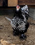 Œufs à incuber argent noir de Brahma 4€ / oeuf, Verzenden, Nieuw