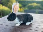 Jonge vlaamse reus, Dieren en Toebehoren