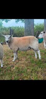 Dekbok, Dieren en Toebehoren, Schapen, Geiten en Varkens